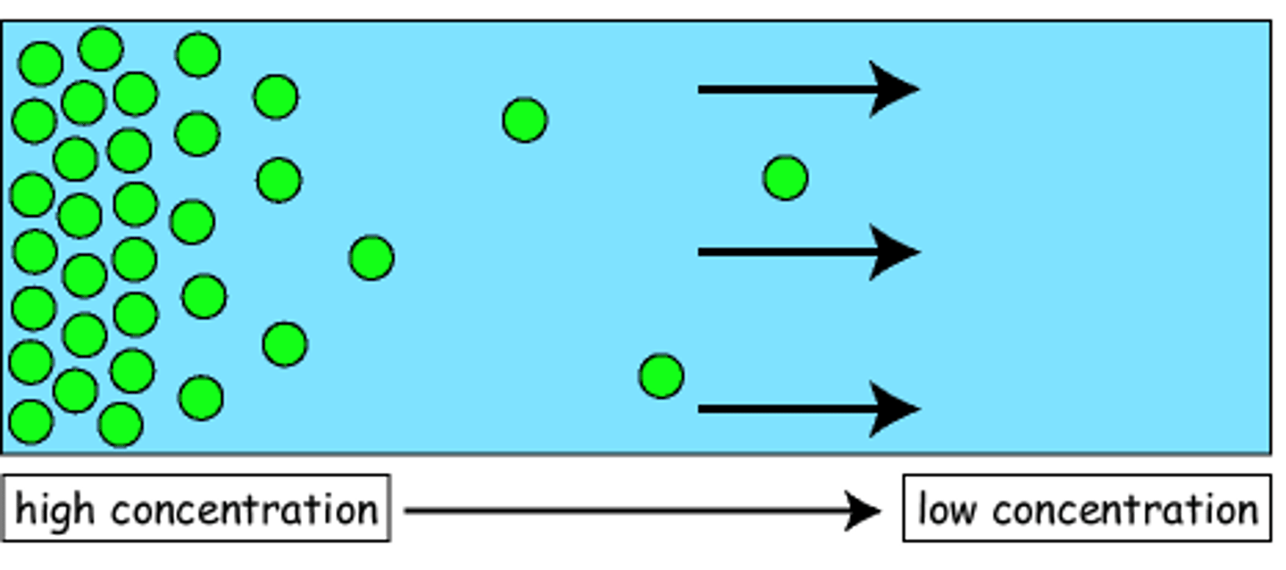 <p>The random, passive movement of particles from an area of high concentration to an area of low concentration until they reach equilibrium.</p>