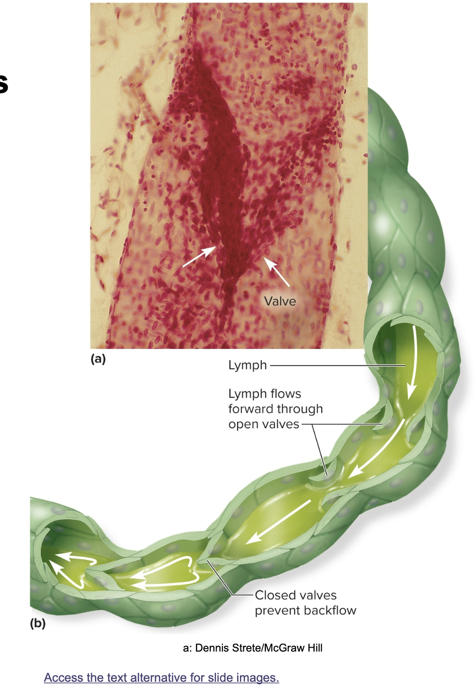 <p>Lymphoid system: lymphatic vessels</p>