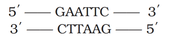 <p>Is this palindromic DNA?</p>