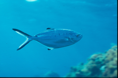 <p>Pompano</p>