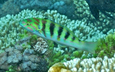 <p>FISHES (Class Actinopterygii) Sixbar wrasse </p>