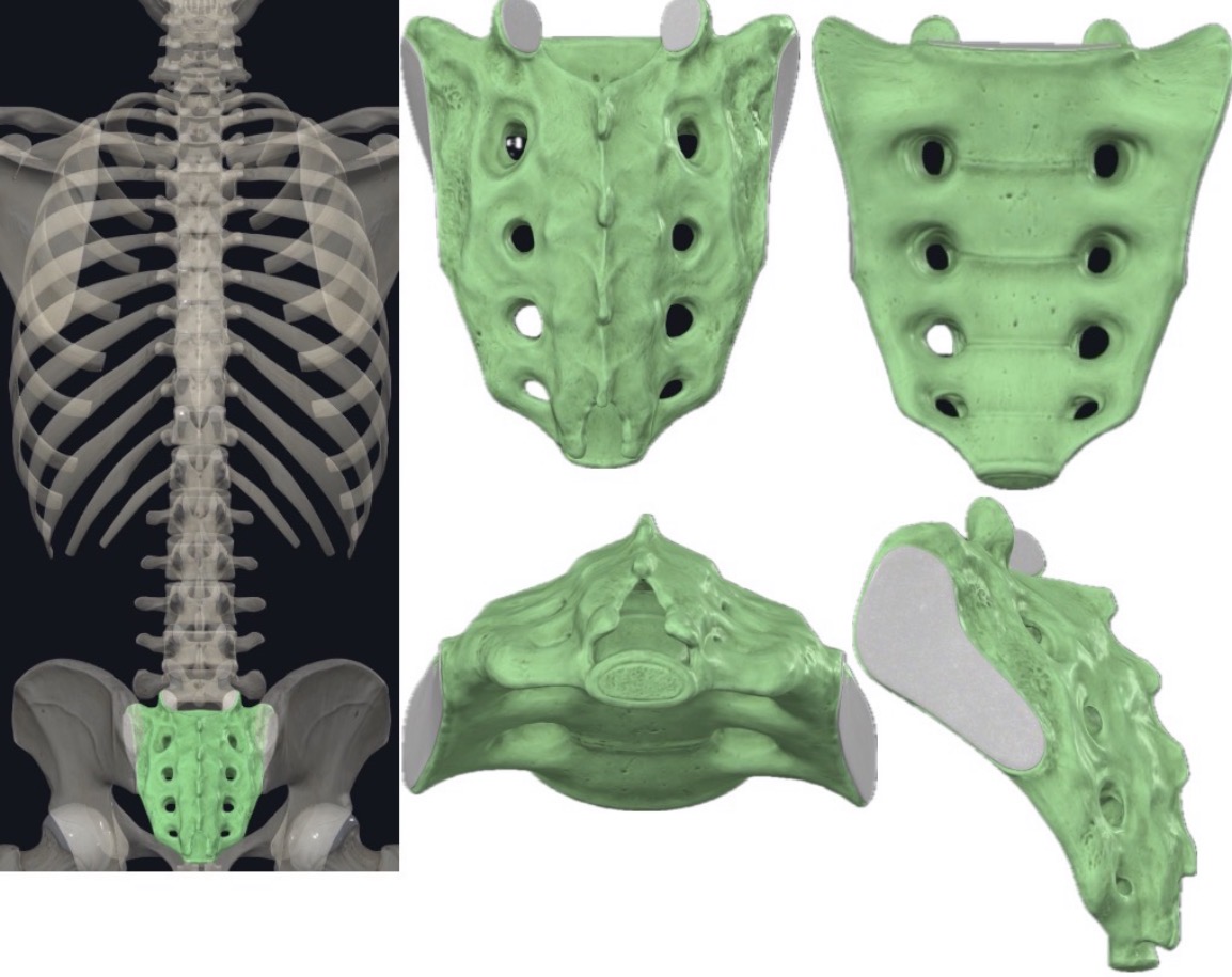 <p>What bone is this?</p>