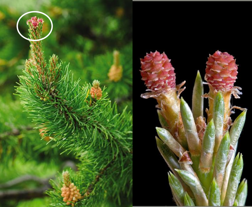 <p>At upper branches.</p>