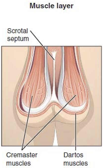 <p>Cremaster muscle and Dartos muscle</p>