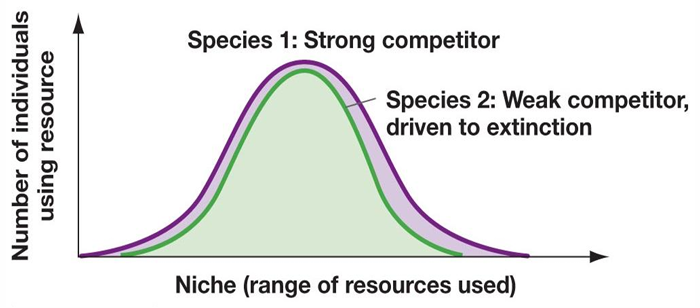 <p>2 species w/ identical niches <strong>cannot</strong> coexist </p><ul><li><p>also called <strong>limiting similarity principle </strong></p></li><li><p>weaker competitor goes extinct</p><ul><li><p>have diff niches to solve this problem </p></li></ul></li></ul><p></p>