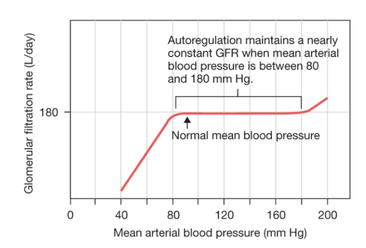 <p>80–180 mmHg</p>