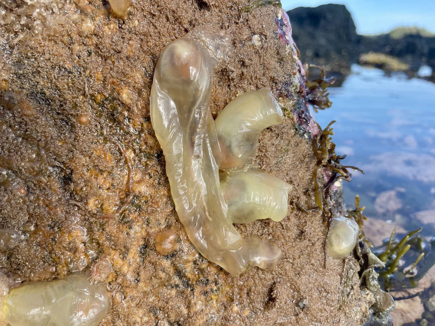 <p>Sea squirts, tunicates</p>