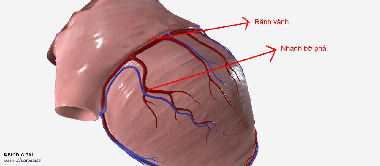 <p>Thành bên-dưới của Thất Phải</p>