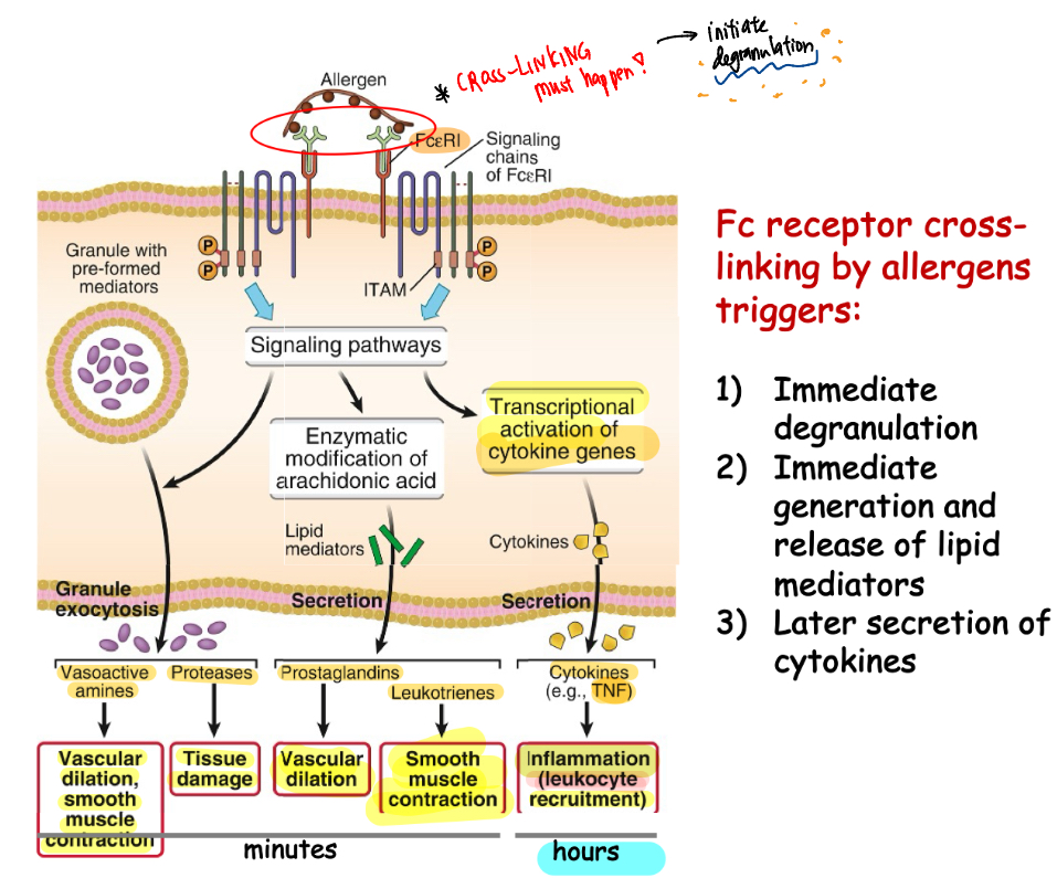 <ol><li><p>Immediate mast cell degranulation: vasoactive amine(histamine), proteases</p></li><li><p>Immediate generation and release of lipid mediators: prostaglandins,,,</p></li><li><p>Later secretion of cytokines: recruit leukocytes more > eosinophilsss….?</p></li></ol><p></p>