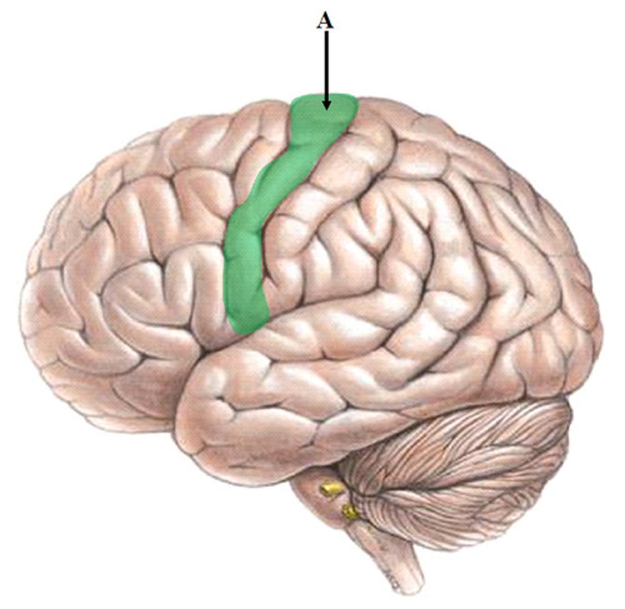 <p>The location of the primary motor cortex, responsible for controlling voluntary movements.</p>