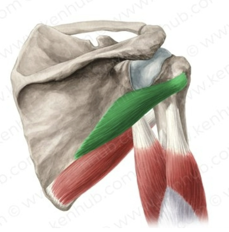 <p>name the muscle</p>