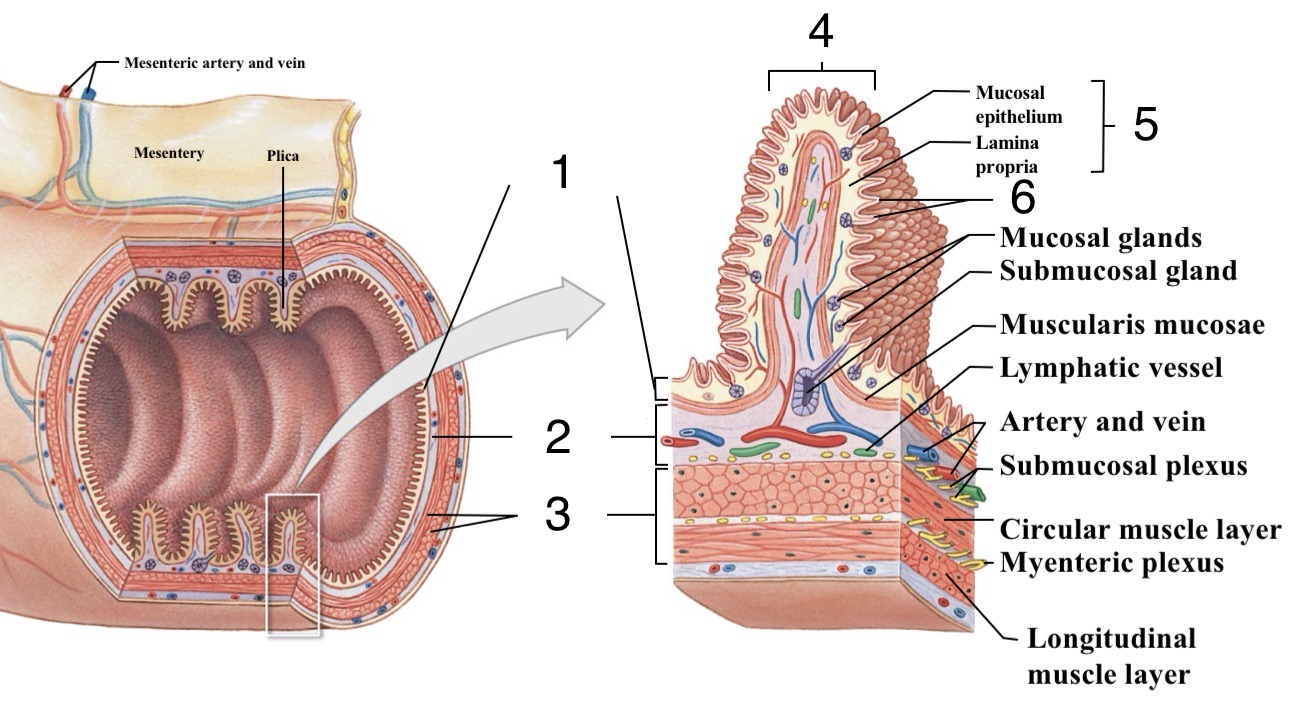 <p>Identify the structures of the Digestive Tract</p>