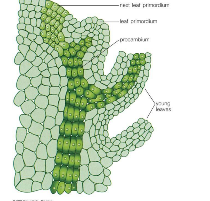 <p>leaf primordia</p>