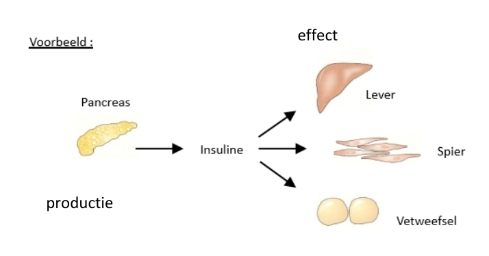 <p>= een stof die via het bloed wordt vervoerd, en uiteindelijk effecten uitoefent op een doelwitcel die niet op dezelfde locatie ligt in lichaam als cel die stof produceert &amp; vrijgeeft</p>