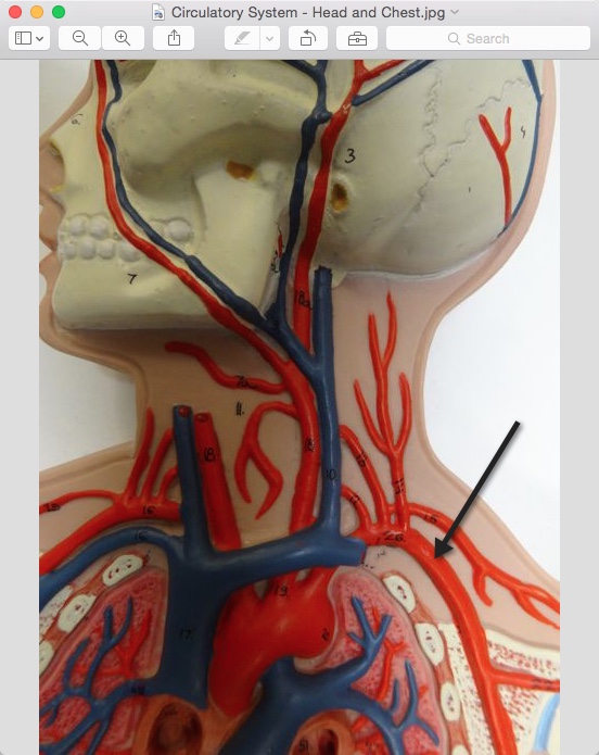<p>Name the structure</p>