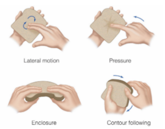 <p>true (active touch to interact)</p><p>_</p><p>haptic exploration:</p><p>is the active exploration of 3D objects with the hand <span style="color: rgb(183, 180, 180);">(touch)</span></p><ul><li><p><strong>sensory system </strong>(i.e. somatosensory system)</p></li><li><p><strong>motor system </strong>(i.e. moving fingertips)</p></li><li><p><strong>cognitive system </strong>(i.e. decision about what something is, its texture, etc.)</p></li></ul><p>__</p><p>people can identify objects haptically/through active touch in <u>1-2 seconds</u></p><p>__</p><p>people use <strong><u>exploratory procedures (EPs)</u></strong> to perceptive objects haptically</p><ul><li><p><strong><u>lateral motion</u> </strong>(side-to-side)</p></li><li><p><strong><u>pressure</u></strong> (pressing on objects)</p></li><li><p><strong><u>enclosure</u> </strong>(wrapping hands/fingers around object)</p></li><li><p><strong><u>contour following</u></strong> (following edge/contour of object)</p></li></ul><p></p>