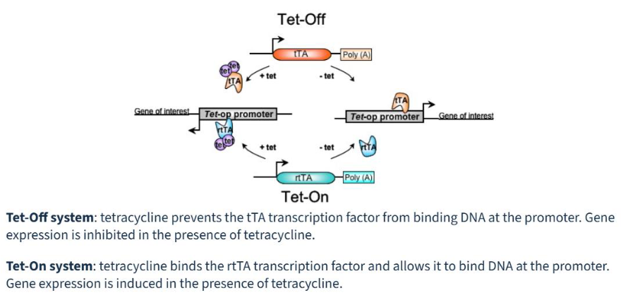 <p>Tet-Off and Tet-On systems are inducible gene expression tools that use tetracycline or its derivative doxycycline (Dox) to control gene activity.</p><ul><li><p>both relying on a transactivator protein binding to a Tetracycline Response Element (TRE) promoter</p></li></ul><p><strong>Tet-Off</strong> turns expression <em>off</em> when Dox is added</p><ul><li><p><strong>requires tTA (Tet-Off):</strong> Tetracycline-controlled Transactivator</p></li><li><p>The tTA protein binds to the TRE promoter, activating transcription of the target gene</p></li><li><p>Dox binds to the tTA protein, preventing it from binding to the TRE. <strong>Expression turns OFF</strong></p></li><li><p>Useful for long-term studies where expression is usually needed, then turned off</p></li></ul><p><strong>Tet-On</strong> turns expression <em>on</em> when Dox is added</p><ul><li><p><strong>requires rtTA (Tet-On):</strong> Reverse Tetracycline-controlled Transactivator</p></li><li><p>The rtTA protein cannot bind the TRE. <strong>Expression is OFF</strong></p></li><li><p>Dox binds to the rtTA protein, inducing a conformational change that <em>allows</em> it to bind the TRE. <strong>Expression turns ON</strong></p></li><li><p>Often preferred for rapid response to Dox induction</p></li></ul><p></p>