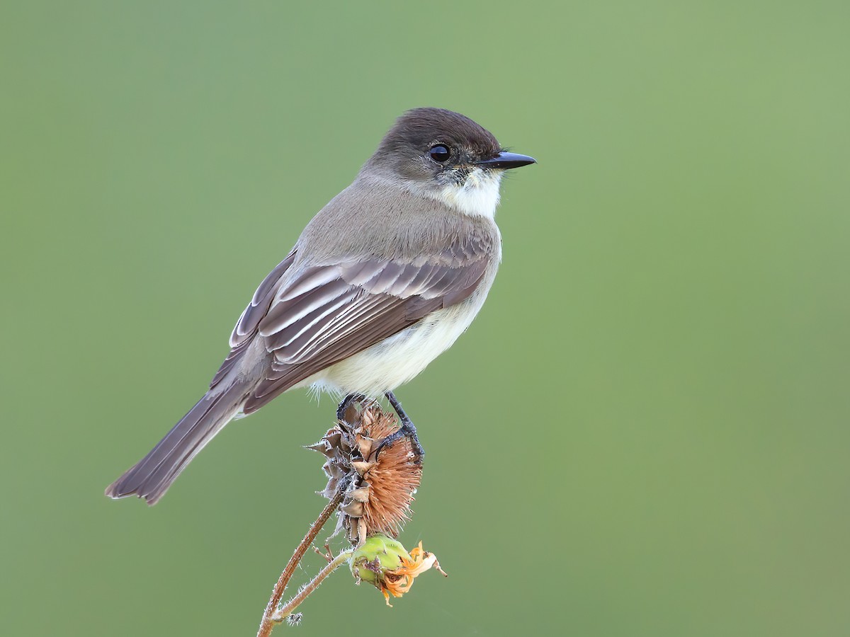 <p>Eastern Phoebe</p>