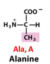 <p>Ala, A, Nonpolar Aliphatic R Group</p>