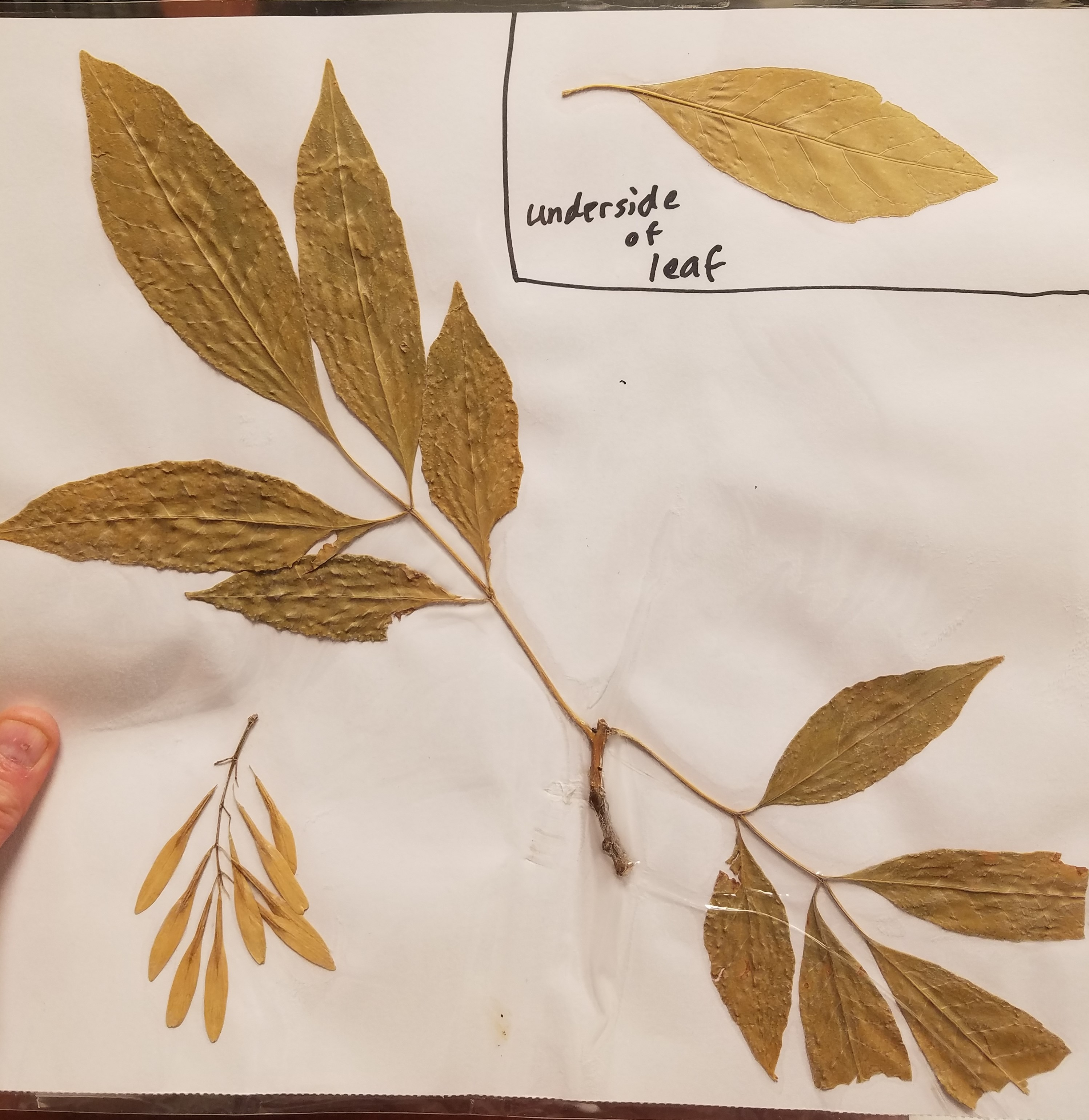 <p>Common name?</p>