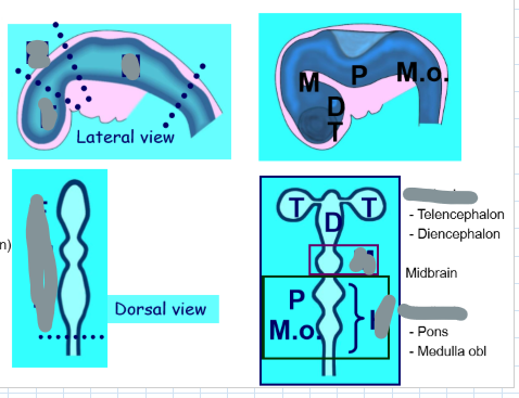 <p>What does the forebrain or prosencephalon form?</p><p>What does the mesencephalon form?</p><p>What does the rhombencephalon form?</p>