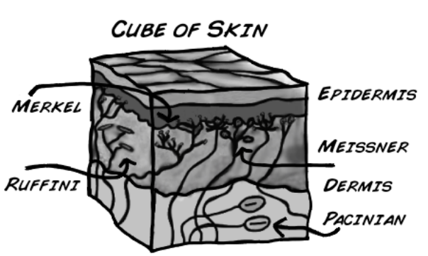 <p>Your skin is composed of several layers, an epidermis, dermis, and hypodermis. The epidermis is the outermost layer and is really just layers of dead skin cells that are constantly being shed off and replaced. Most of the tactile feel we receive is gathered by 4 types of mechanoreceptors which are found in both layers of skin. The two receptors located near the top of the dermis, are called Merkel receptors and Meissner corpuscles. These are German.</p>