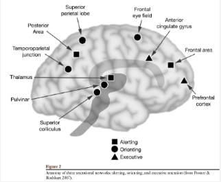 <p>Attention and Neural Networks </p>