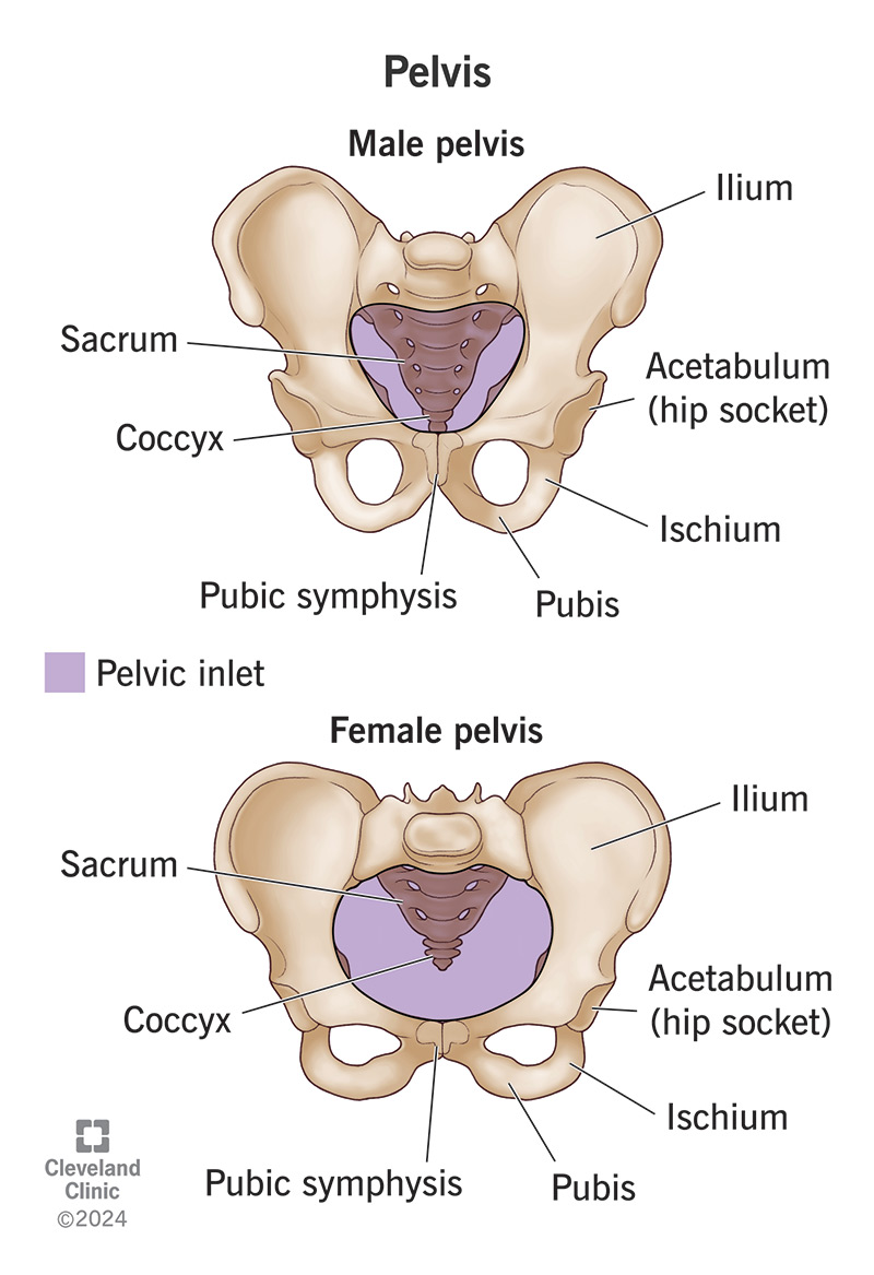 <p>Pelvic cavity</p>