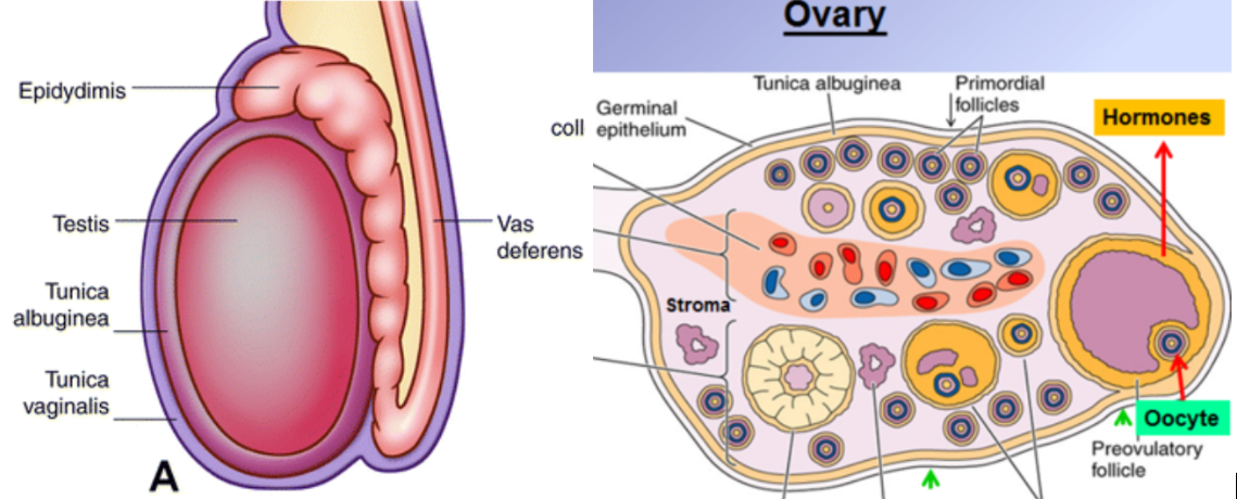 <p>tunica albuginea</p>