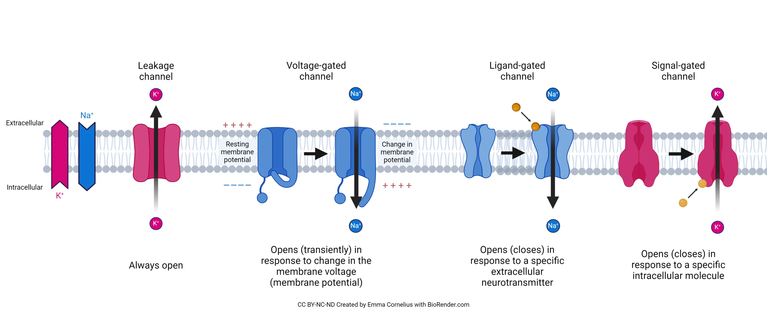 <p>How do voltage-gated Na+ and K+ channels differ in timing?</p>