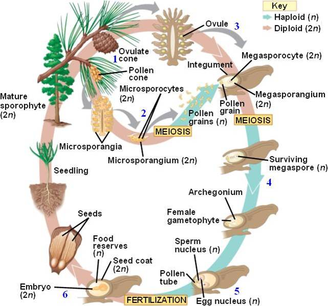 <p>Microporangia forms under sporophyll (leaflike scales)</p><p>Microspore mother in the microsporangium form haploid microspores by meiosis which develops into male gametophytes (pollen grains)</p>