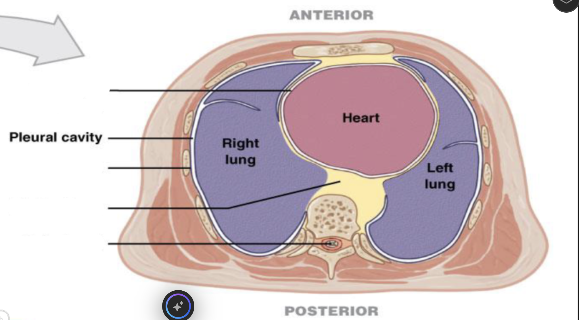 <p>pleural cavity</p>