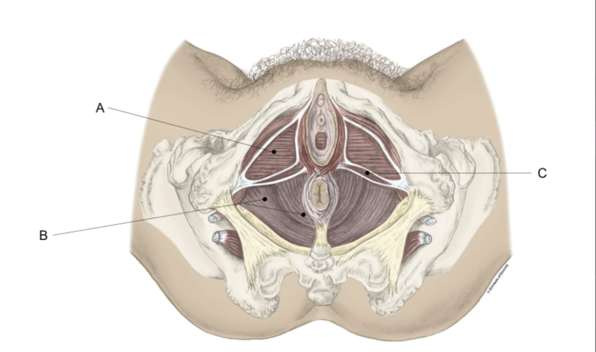 <p><span>Match the LETTER (A-C) with the anatomical structure it is labelling.</span></p>