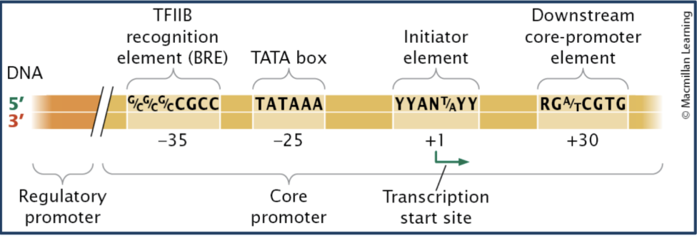 <p><span><strong>Identify important sequence components of the eukaryotic core promoter.</strong></span></p>