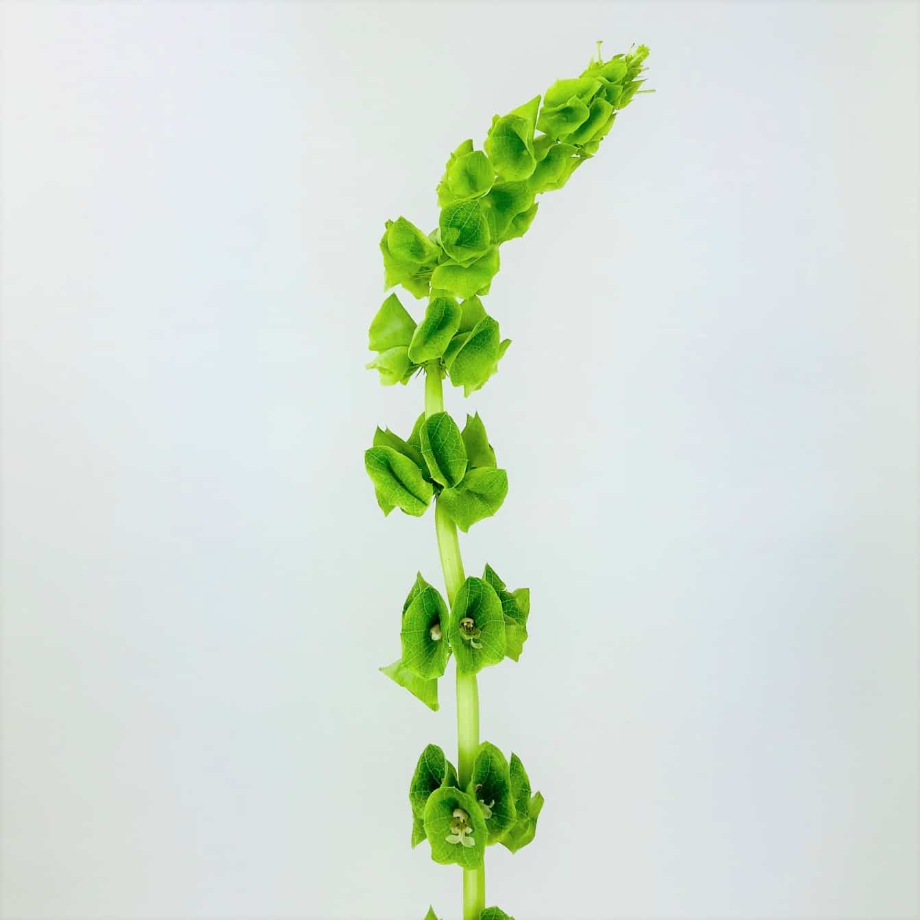 <p>Common Name:</p><p>Scientific Name:</p><p>Flower Type:</p>