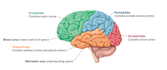 <p>-Frontal - contains motor cortex</p><p>-Parietal - contains somatic sensory cortex</p><p>-Occipital - contains vision cortex</p><p>-Temporal - contains auditory cortex and speech centers</p>