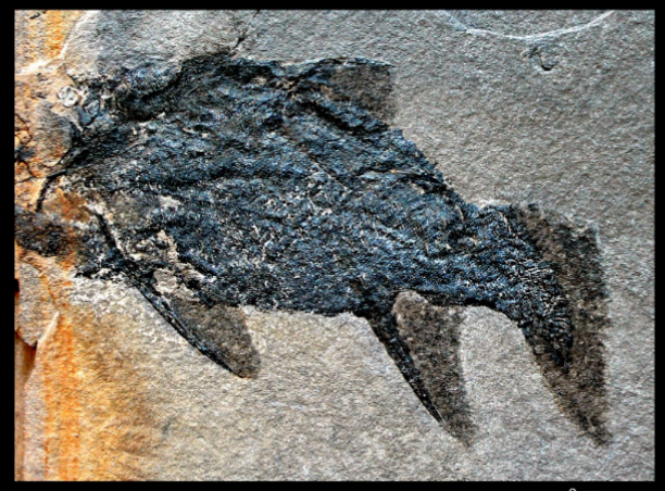 <ul><li><p>middle devonian </p></li><li><p>UK, Scotland </p></li></ul><p></p>