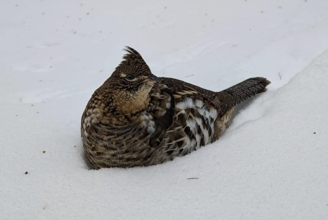 <p>On the ground, at night (usually), utilize snow roosts during Winter. Females </p>