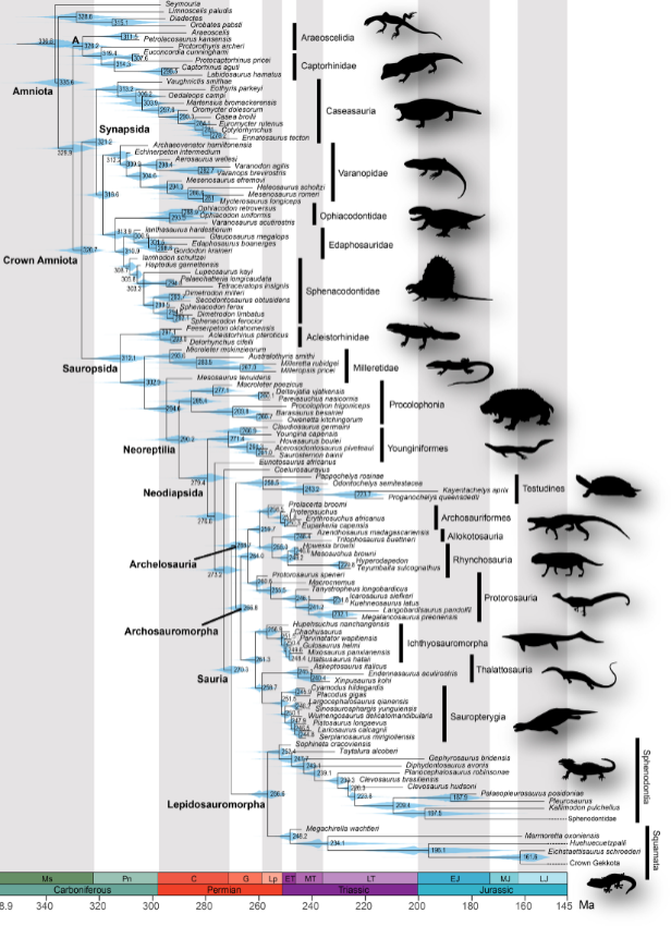 <p>Climate change and evolution:</p>