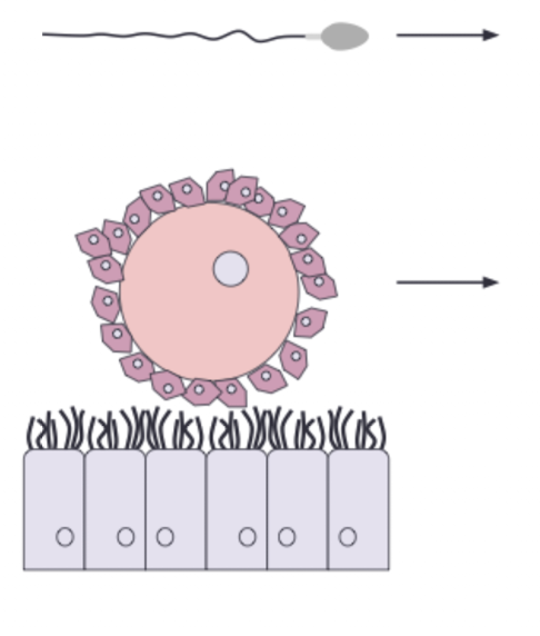 <ul><li><p>Sperm are motile because they propel themselves using a flagellum. </p></li><li><p>Ova (eggs) are mobile because beating cilia on the epithelial cells of the oviducts ("Fallopian tubes") propel them and prevent backflow.</p></li></ul><p></p>