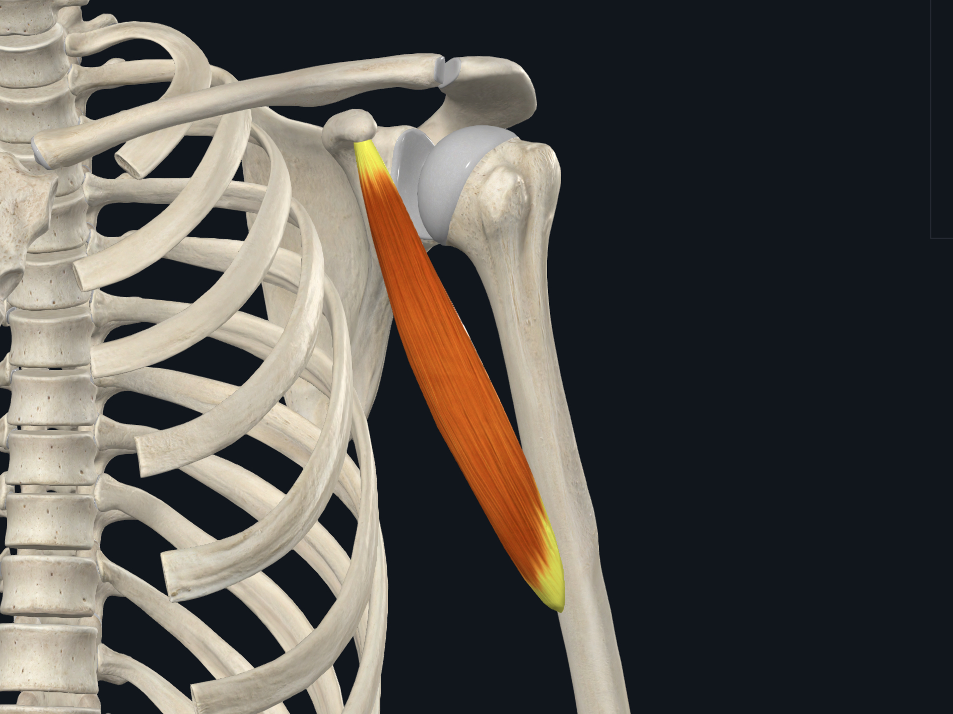 <p>O: <strong>Coracoid</strong> process scapula</p><p>I: <strong><u>Medial shaft</u></strong> humerus</p><p>N: Musculocutaneous</p><p>A: Flexor at elbow joint</p>