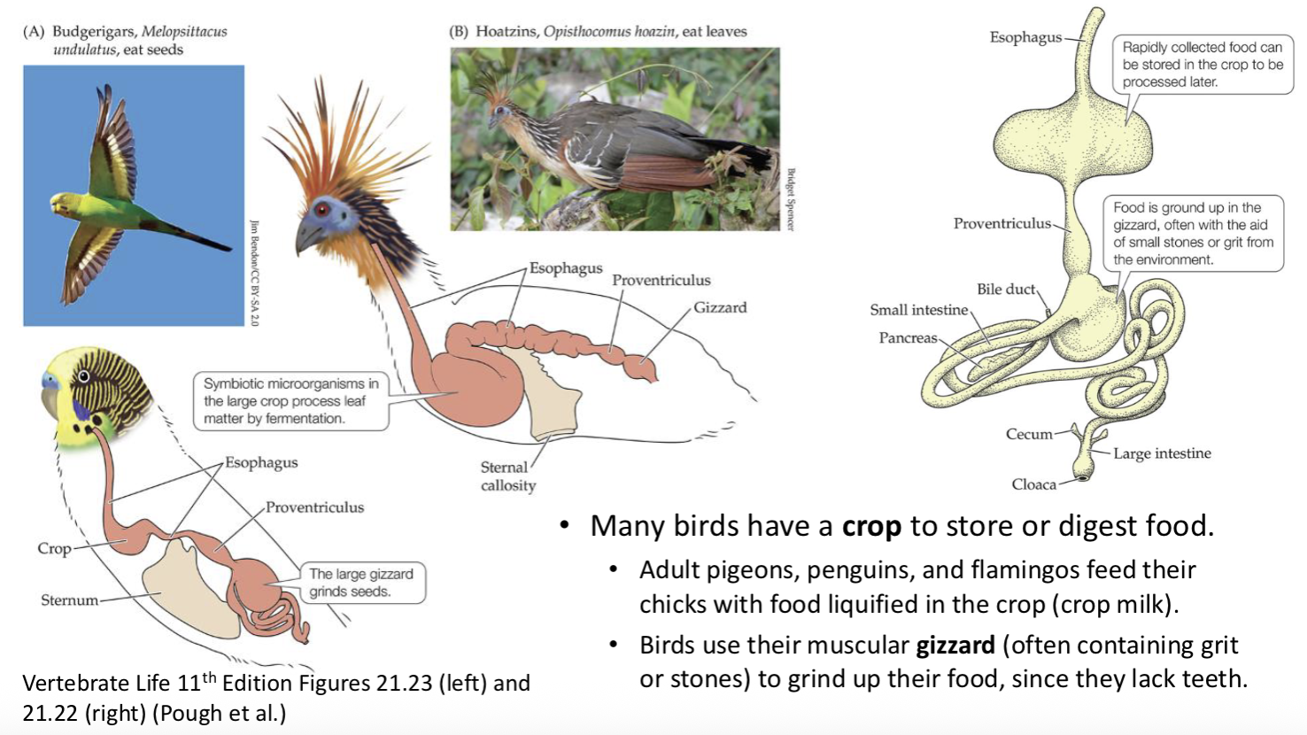 <ul><li><p>use the crop to store or digest food</p></li><li><p>adult pigeons, penguins, and flamingos feed their chicks with liquified food in their crop using crop milk</p></li><li><p>birds use their muscular gizzard (often containing sand or grit) to grind their food, as they lack teeth</p></li><li><p>birds also have variable tongues; long and sticky to grab onto prey, or short and maneuverable to handle it</p></li><li><p>in gizzards, the bird makes a pellet from undigested prey parts, that it then regurgitates to clear out the crop </p></li></ul><p></p>