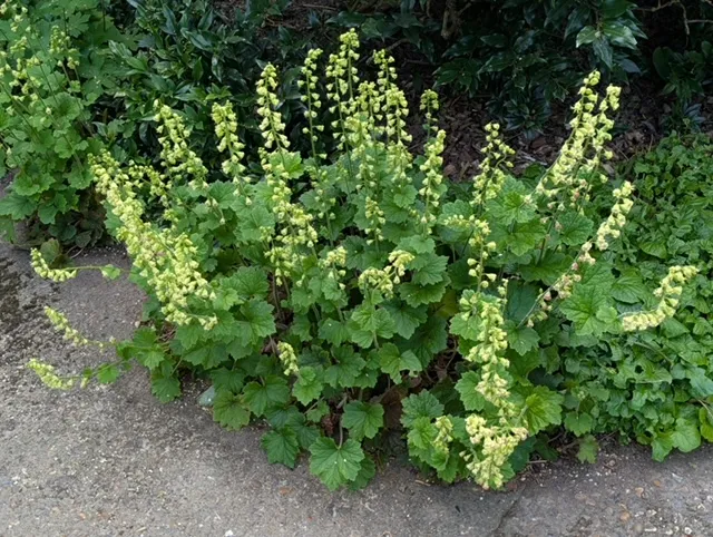 <p>heart-shaped leaves, 2-3 inches wide, greenish-white to sometimes reddish flowers</p>