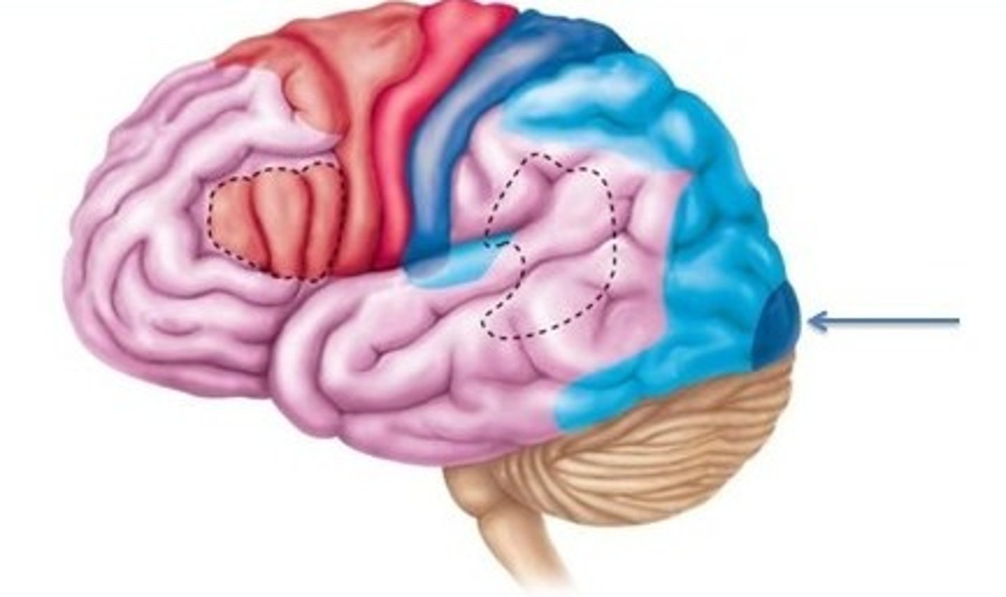 <p>In the posterior occipital lobe; receives impulses from the thalamus when the retina is stimulated. (Sensory area, Selected Association area)</p>