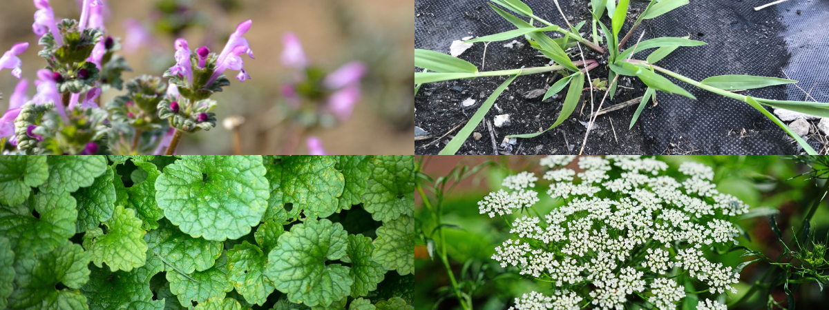 <p>Summer: Killed by the frost or prolonged cold temps</p><p>Winter: Are killed by heat in late spring/early summer. </p>