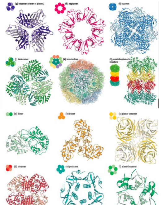 <ul><li><p>bacteria exposed to a sudden change in temperature create temporary openings in the bacterial membrane</p></li></ul><p></p>