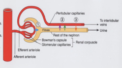 <p>What is Tubular secretion in the third step of urine formation?</p>