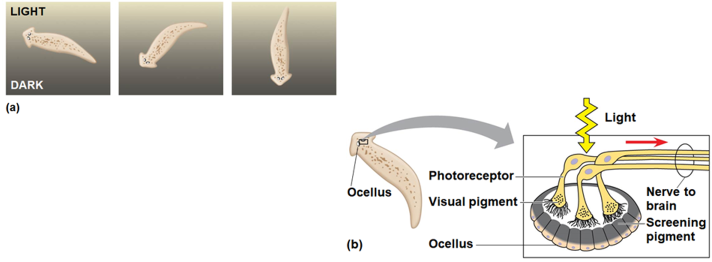 <p>Light detectors</p>