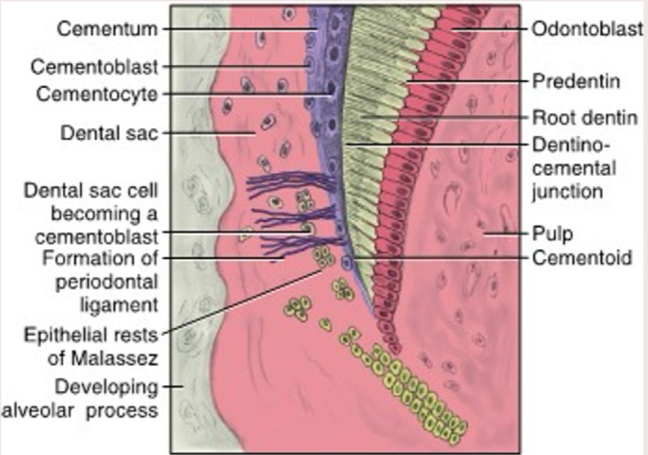 <p>How does <strong>cementum</strong> develop?</p>