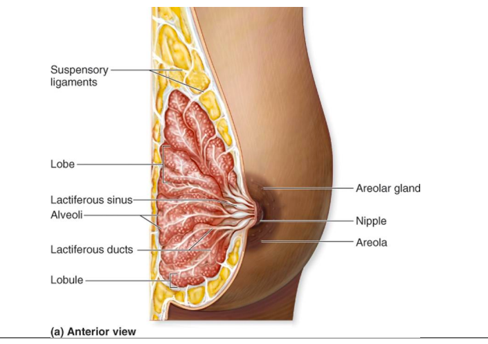 <p><strong>produces milk after birth. colostrum first 2-3 days (thick, yellow fluid rich in antibodies &amp; growth factor)</strong></p><p>montgomery glands: small sebaceous gland. lubricate&amp; protect breasts during lactation </p>